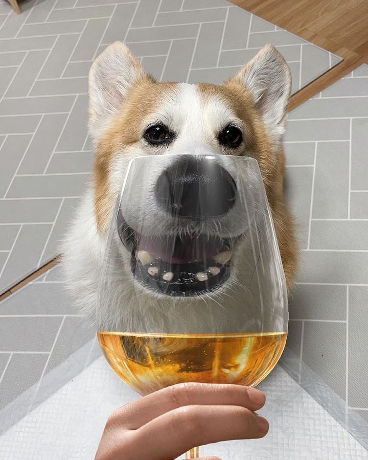 Corgeous 📸 @woori_corgi -...