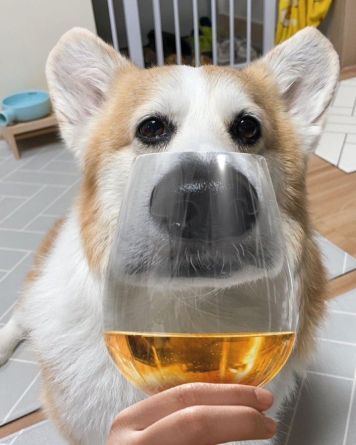 Corgeous 📸 @woori_corgi -...