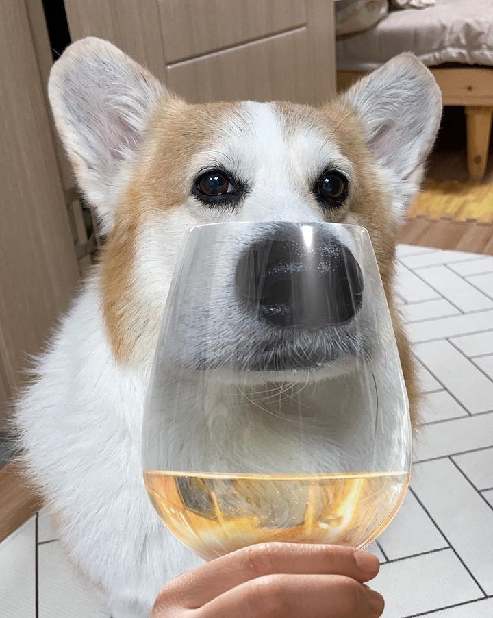 Corgeous 📸 @woori_corgi -...