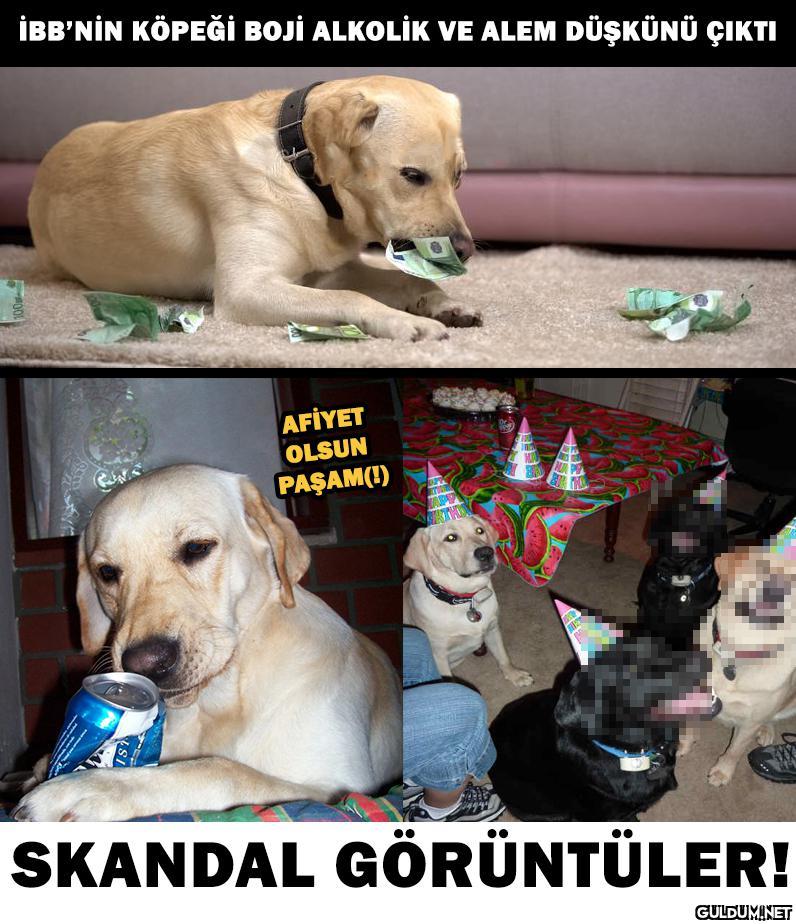 İBB'NİN KÖPEĞİ BOJİ...