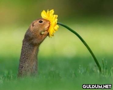 Bir fotoğrafçı,  sincabın...