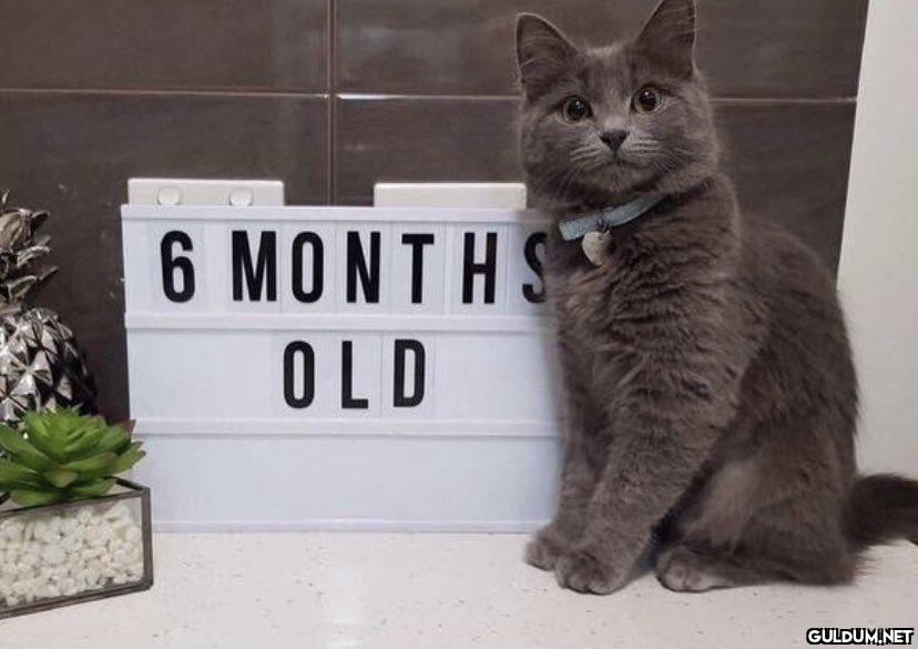 6 WEEKS OLD  6 MONTHS OLD    Kaynak