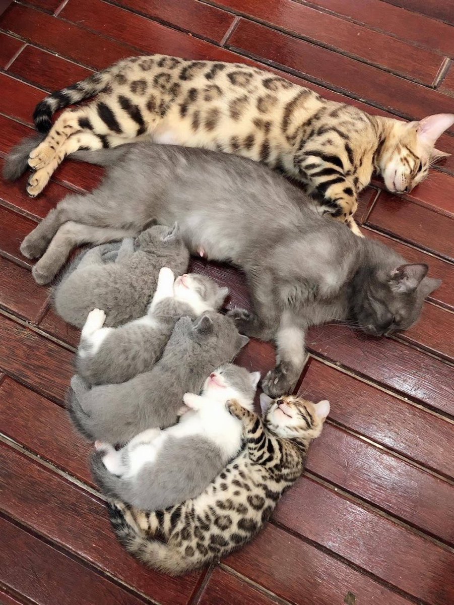 İdeal aile fotoğrafı.    Kaynak