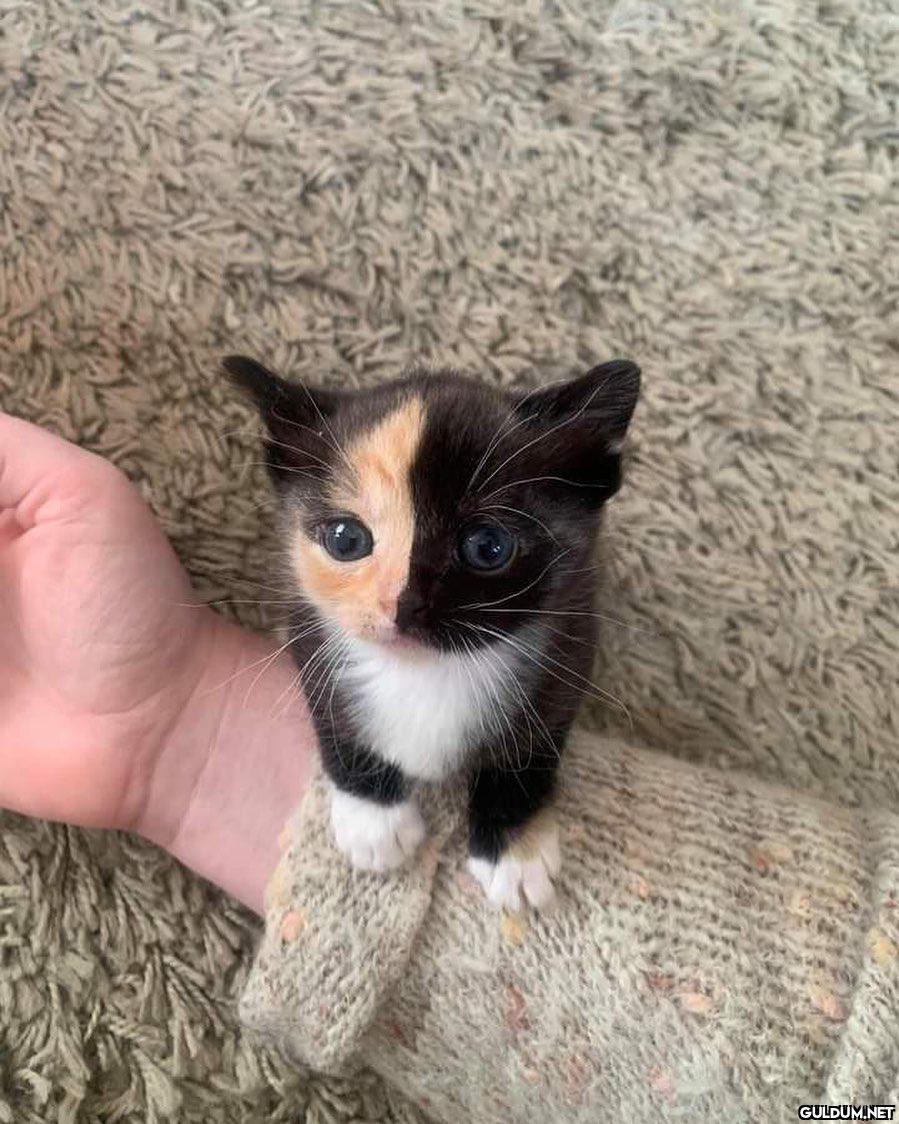 Pudinge batırılmış kedi…...