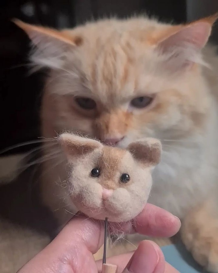 There can be only one😾 📸...