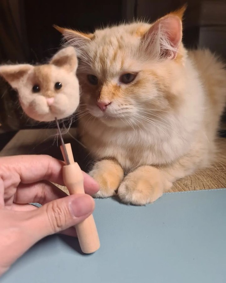 There can be only one😾 📸...