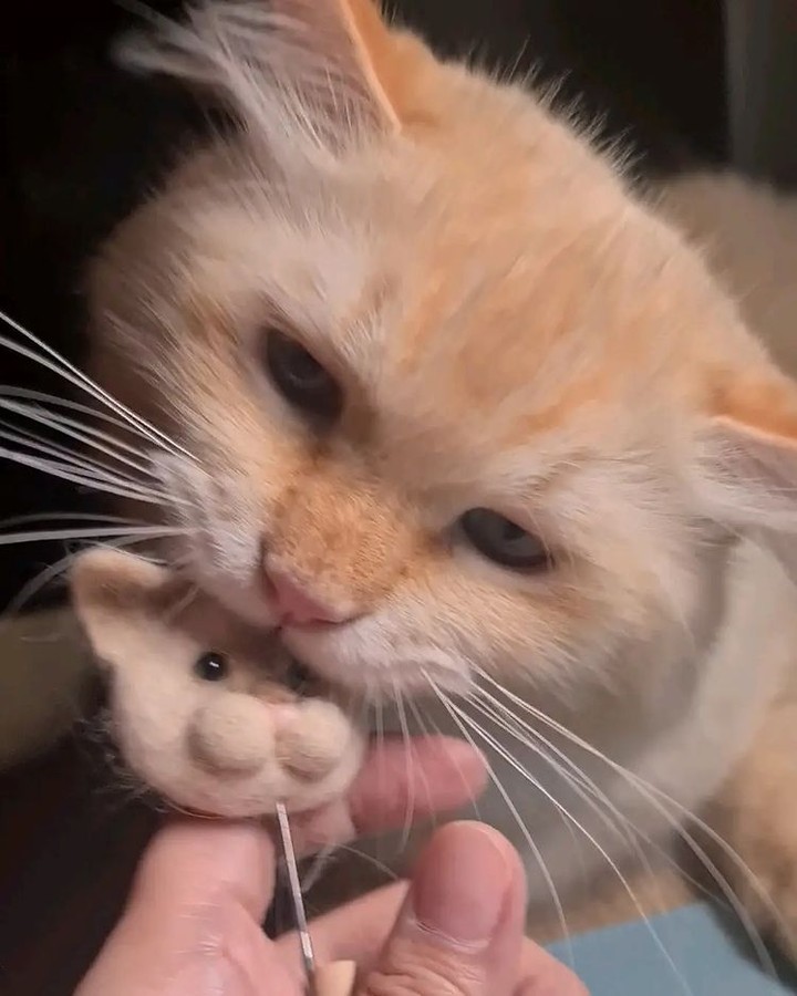 There can be only one😾 📸...
