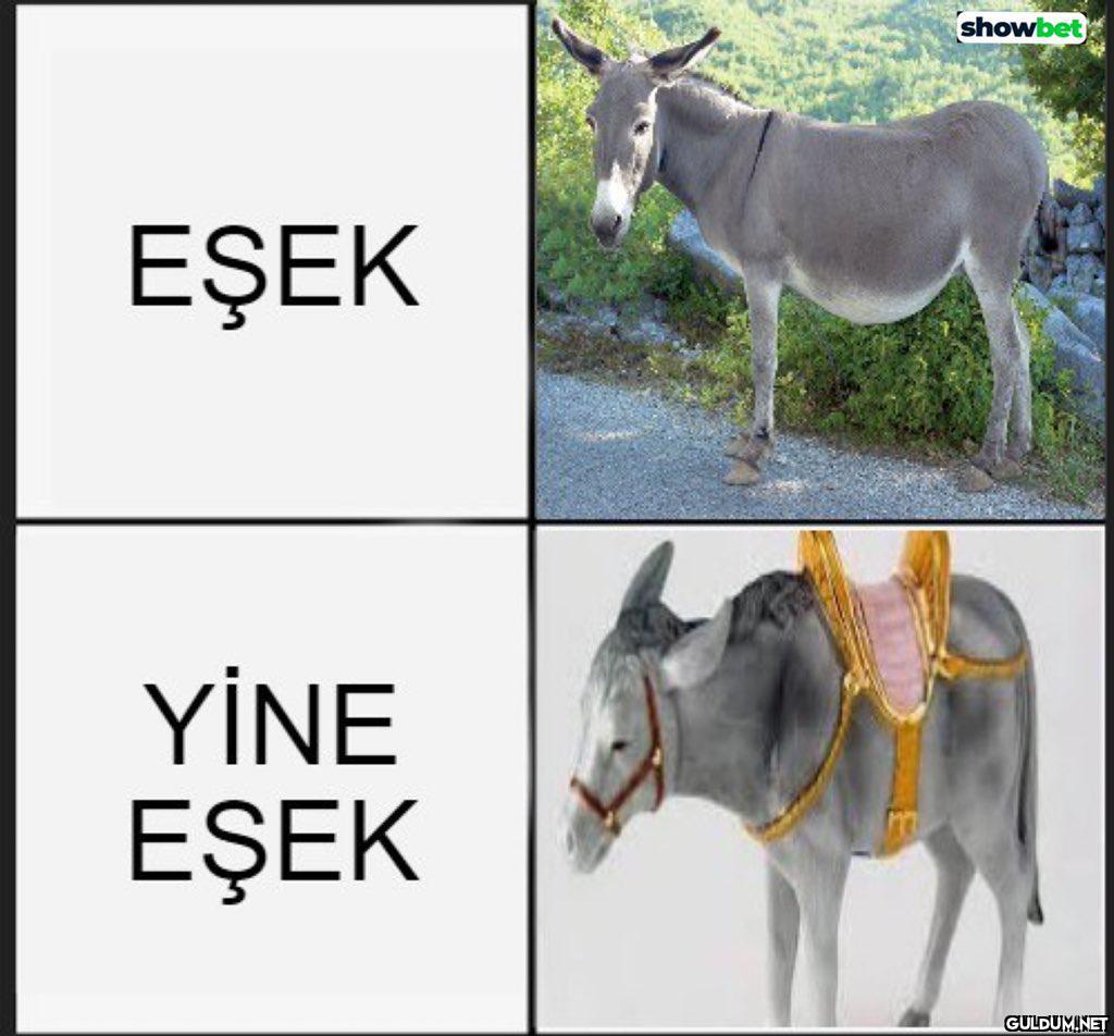showbet EŞEK YİNE EŞEK    Kaynak