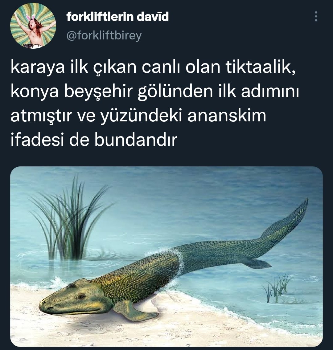 forkliftlerin davīd...
