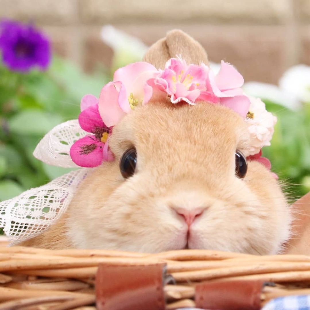 Beautiful flower bunny🌸🌼 📸...