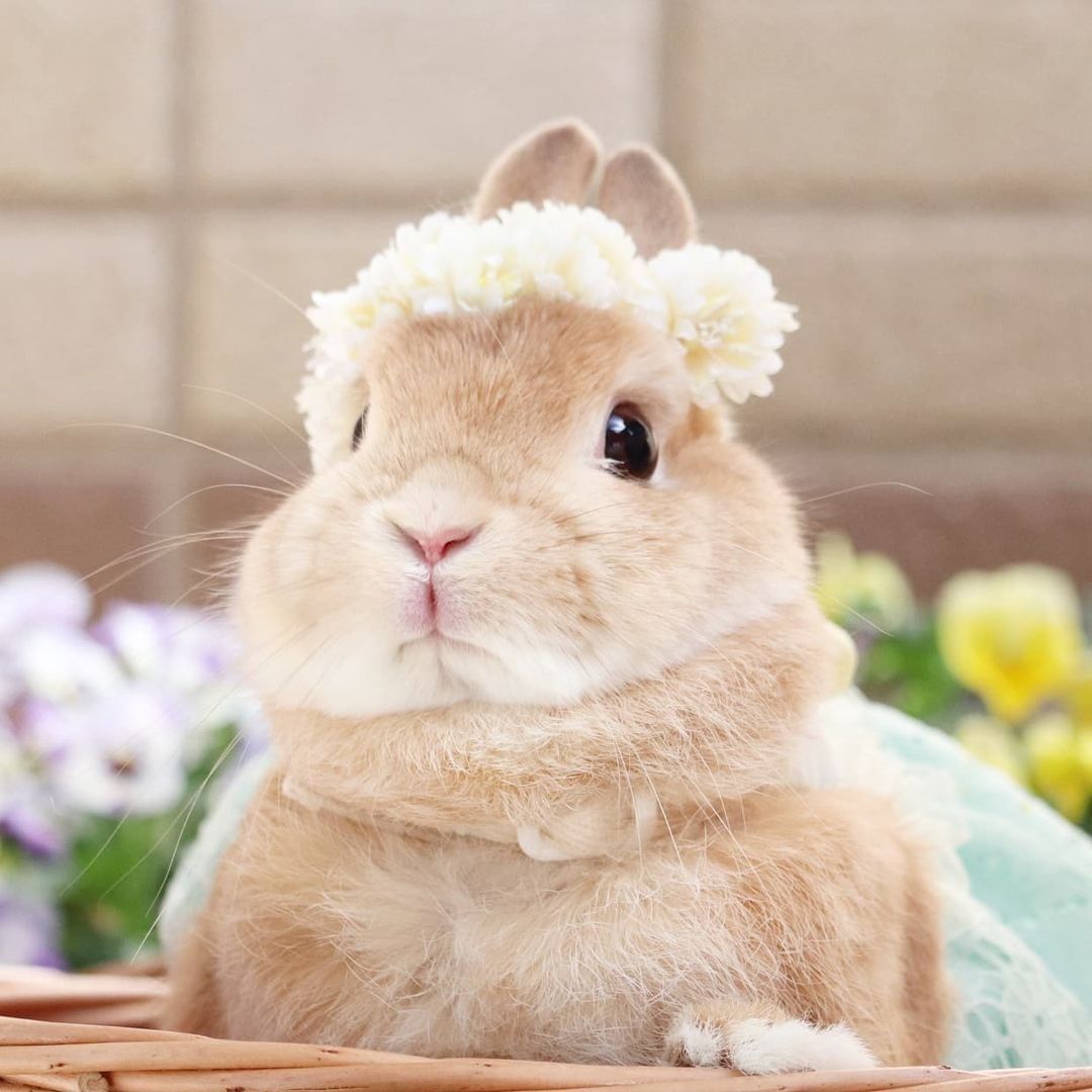 Beautiful flower bunny🌸🌼 📸...