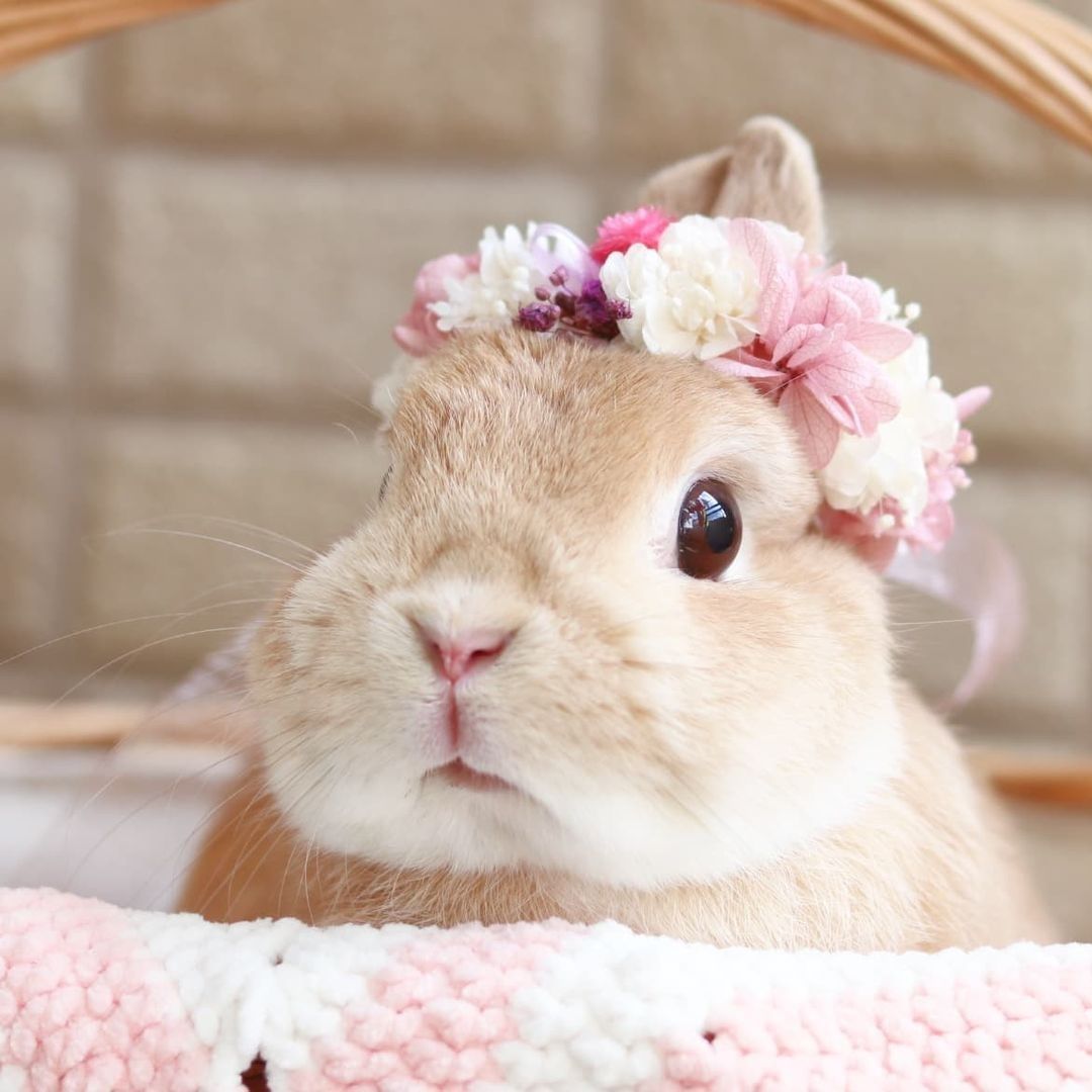 Beautiful flower bunny🌸🌼 📸...