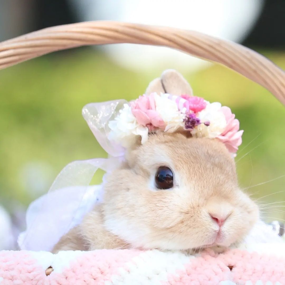 Beautiful flower bunny🌸🌼 📸...
