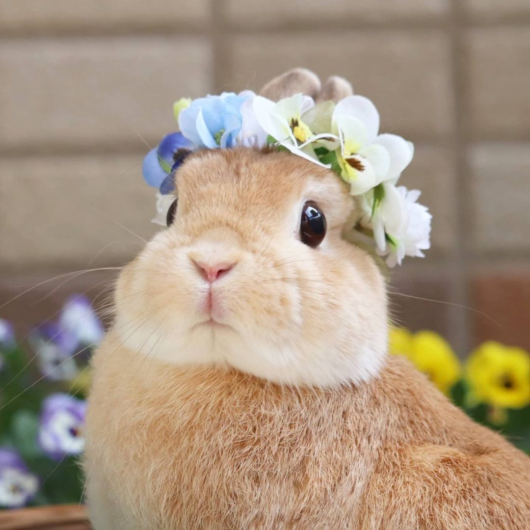Beautiful flower bunny🌸🌼 📸...