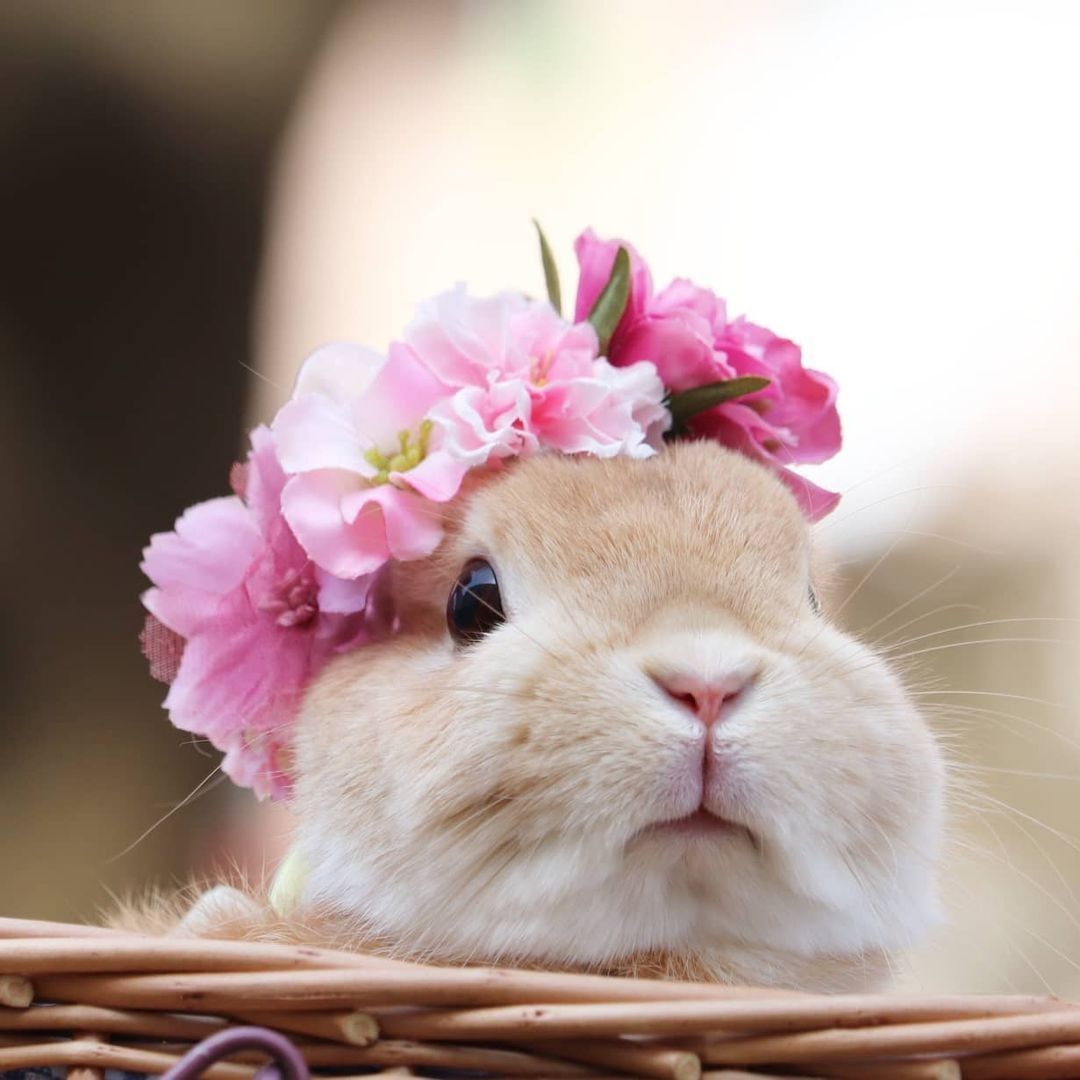 Beautiful flower bunny🌸🌼 📸...