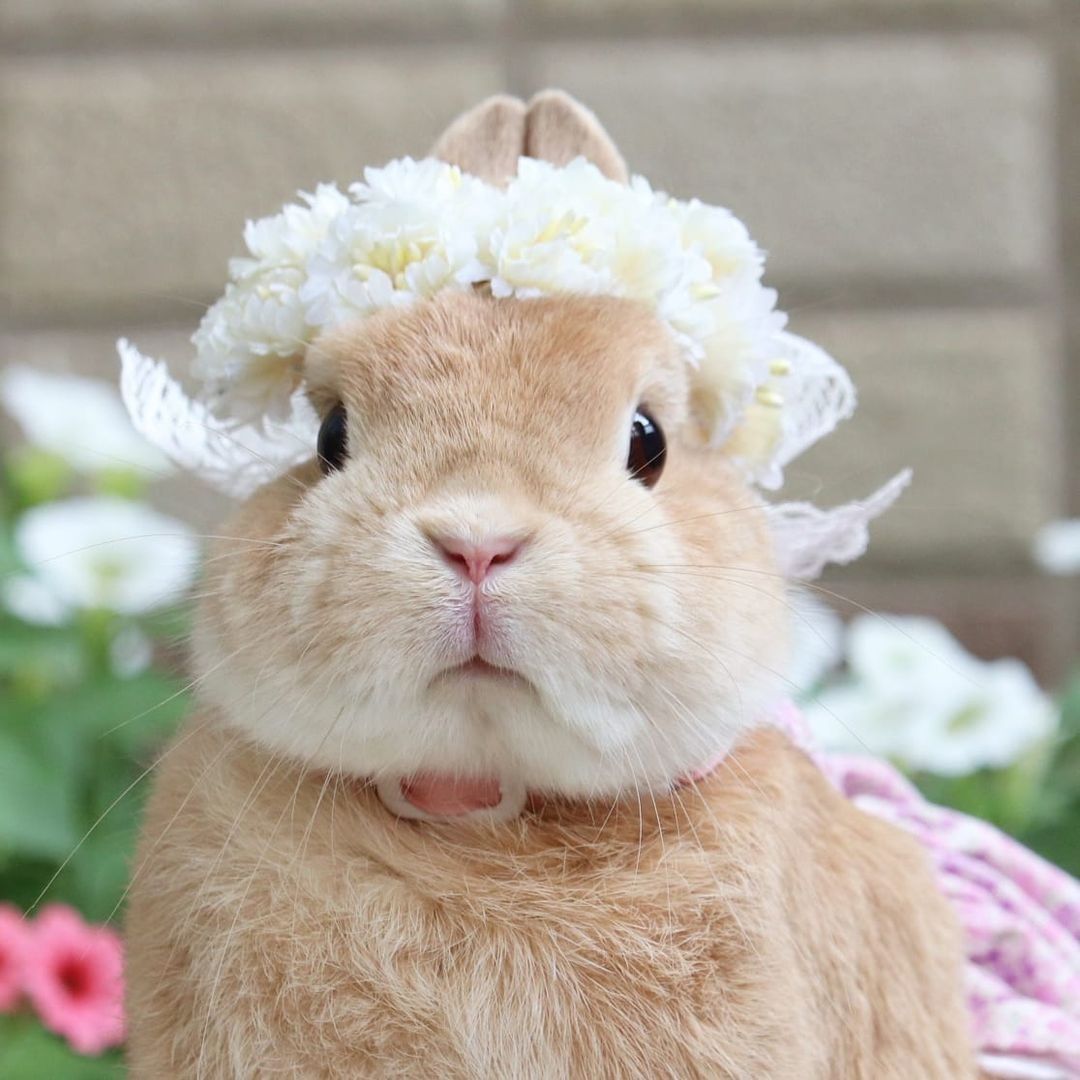 Beautiful flower bunny🌸🌼 📸...