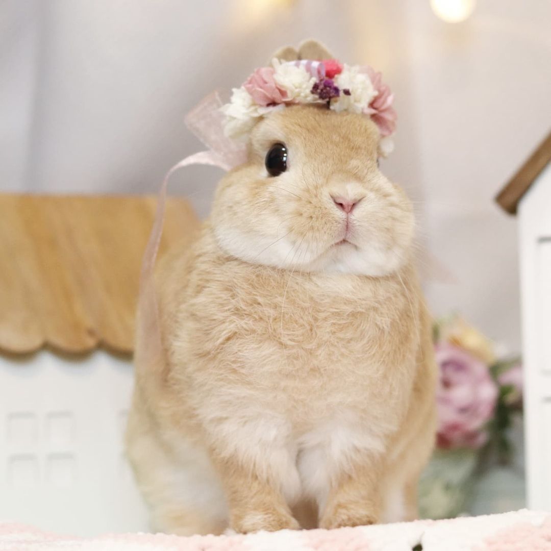 Beautiful flower bunny🌸🌼 📸...