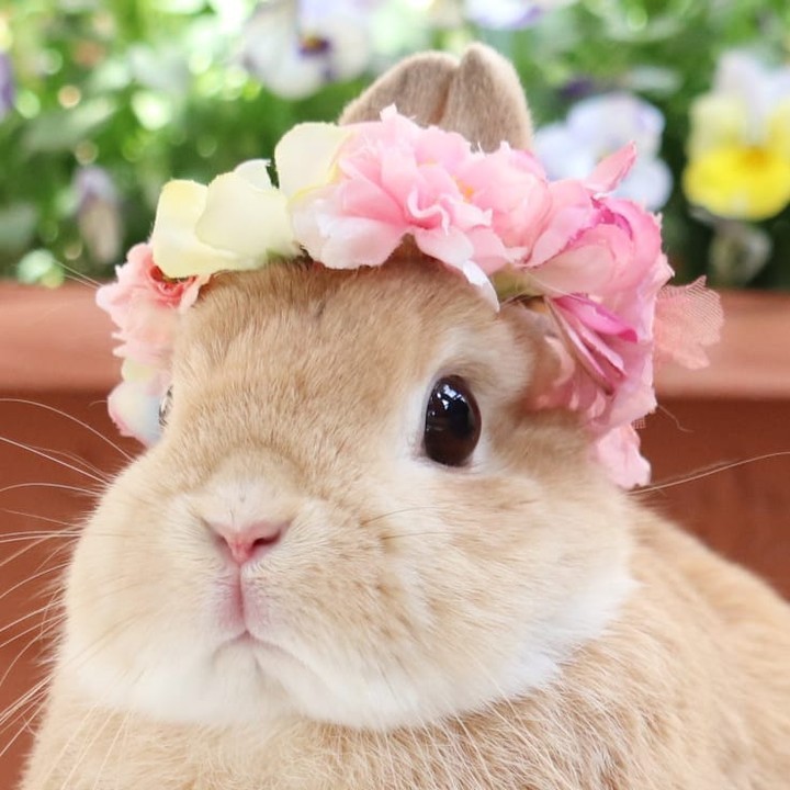 Beautiful flower bunny🌸🌼 📸...