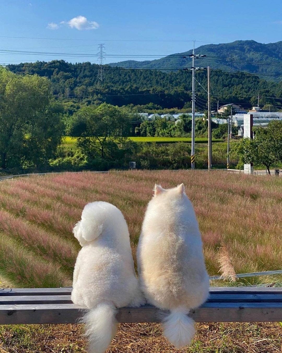 The fluffy squad 📷...