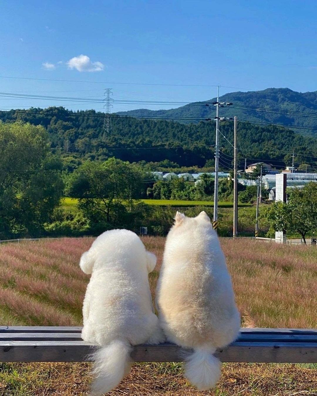 The fluffy squad 📷...