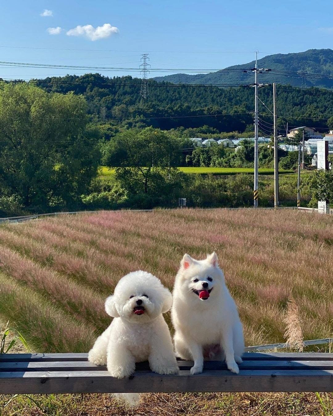 The fluffy squad 📷...