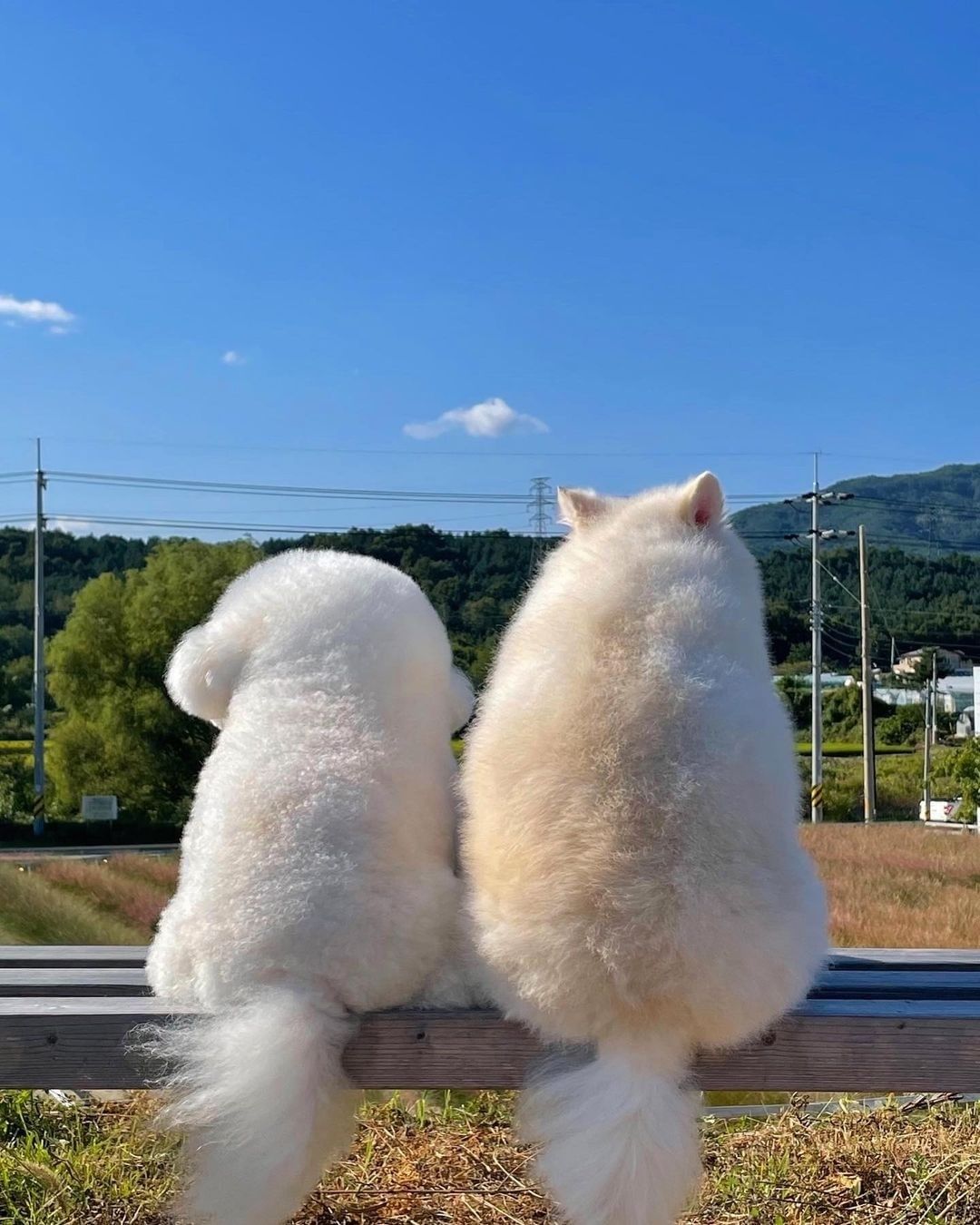 The fluffy squad 📷...