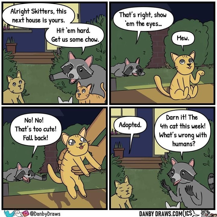 A door-to-door cat...