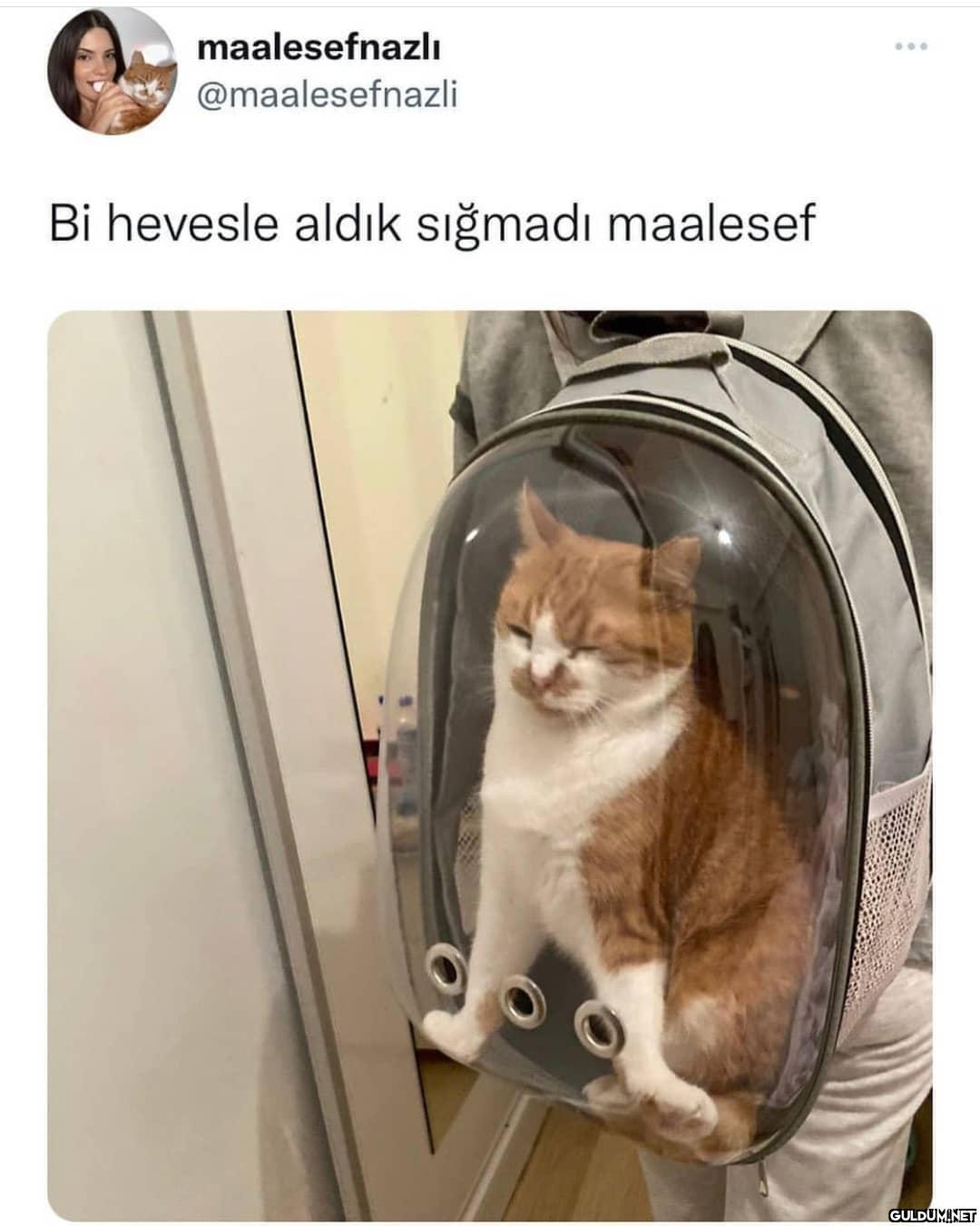 Şapşal suratlı eşek sıpası...