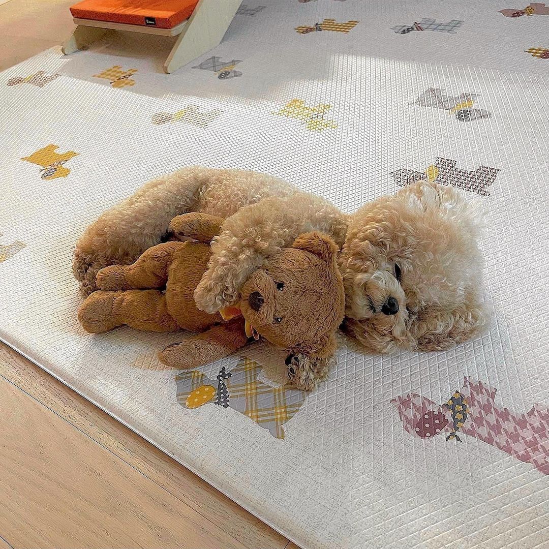 Small teddy and big teddy🐻...