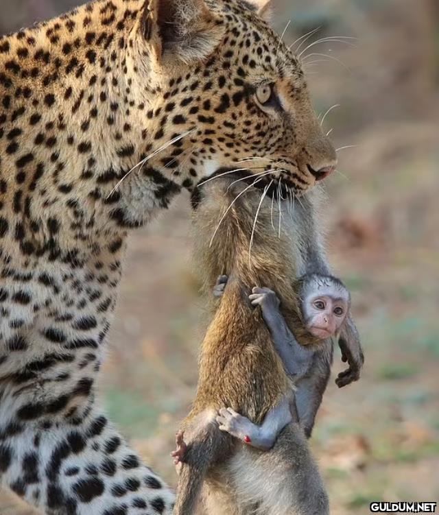 yavru maymun leoparın...
