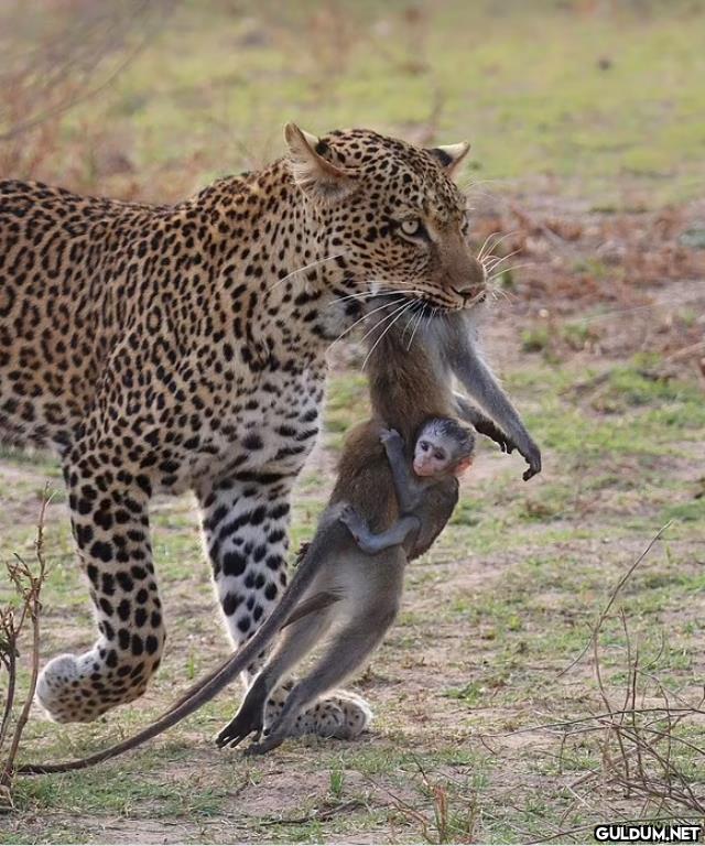 yavru maymun leoparın...