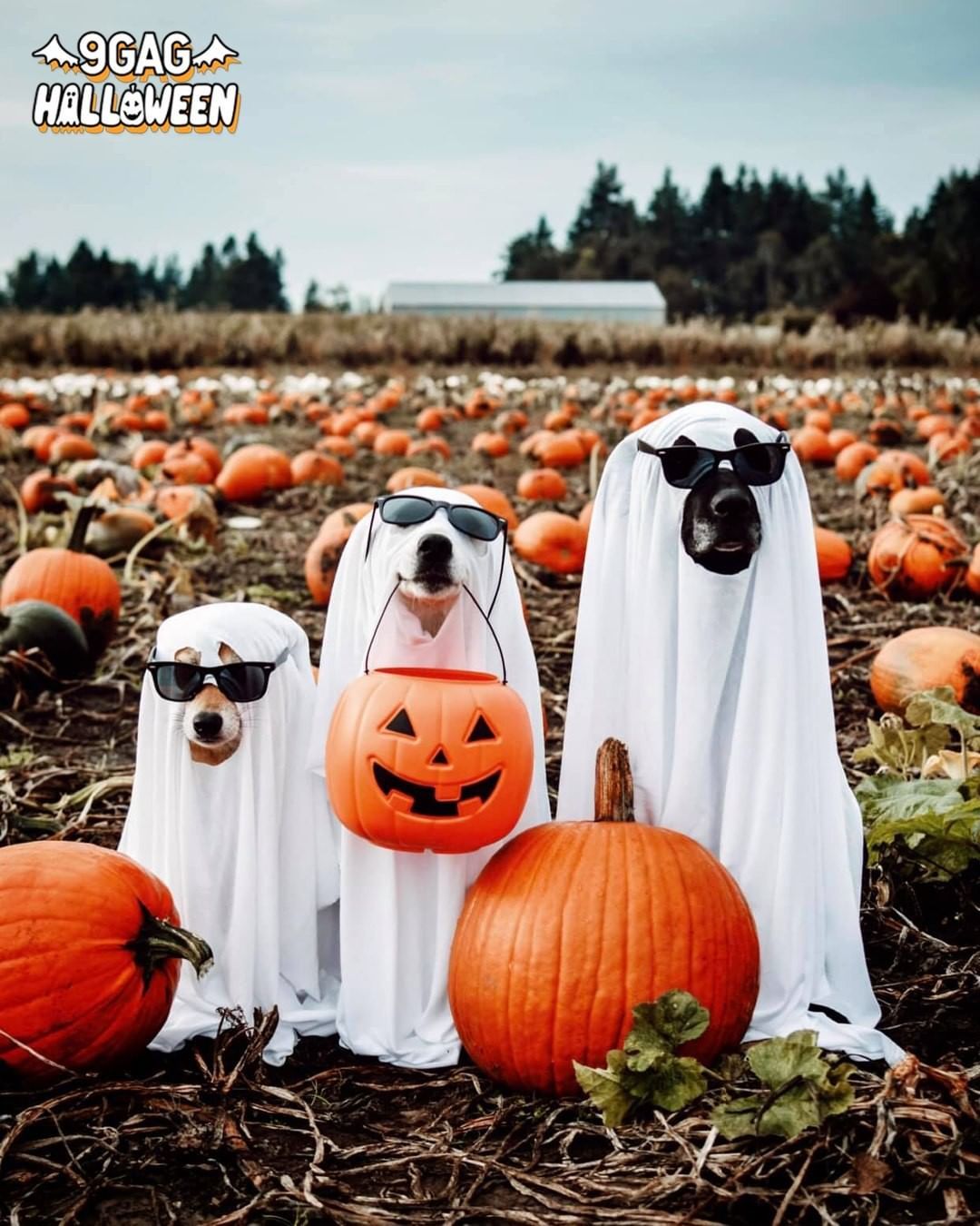 Boo! Did we spook you? 👻...