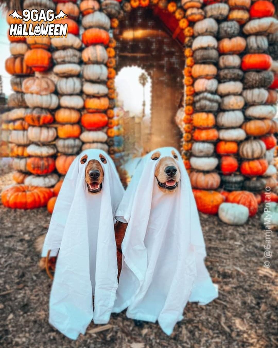 Boo! Did we spook you? 👻...
