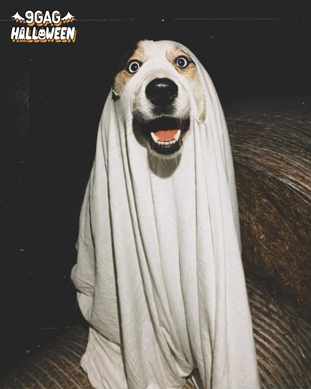 Boo! Did we spook you? 👻...