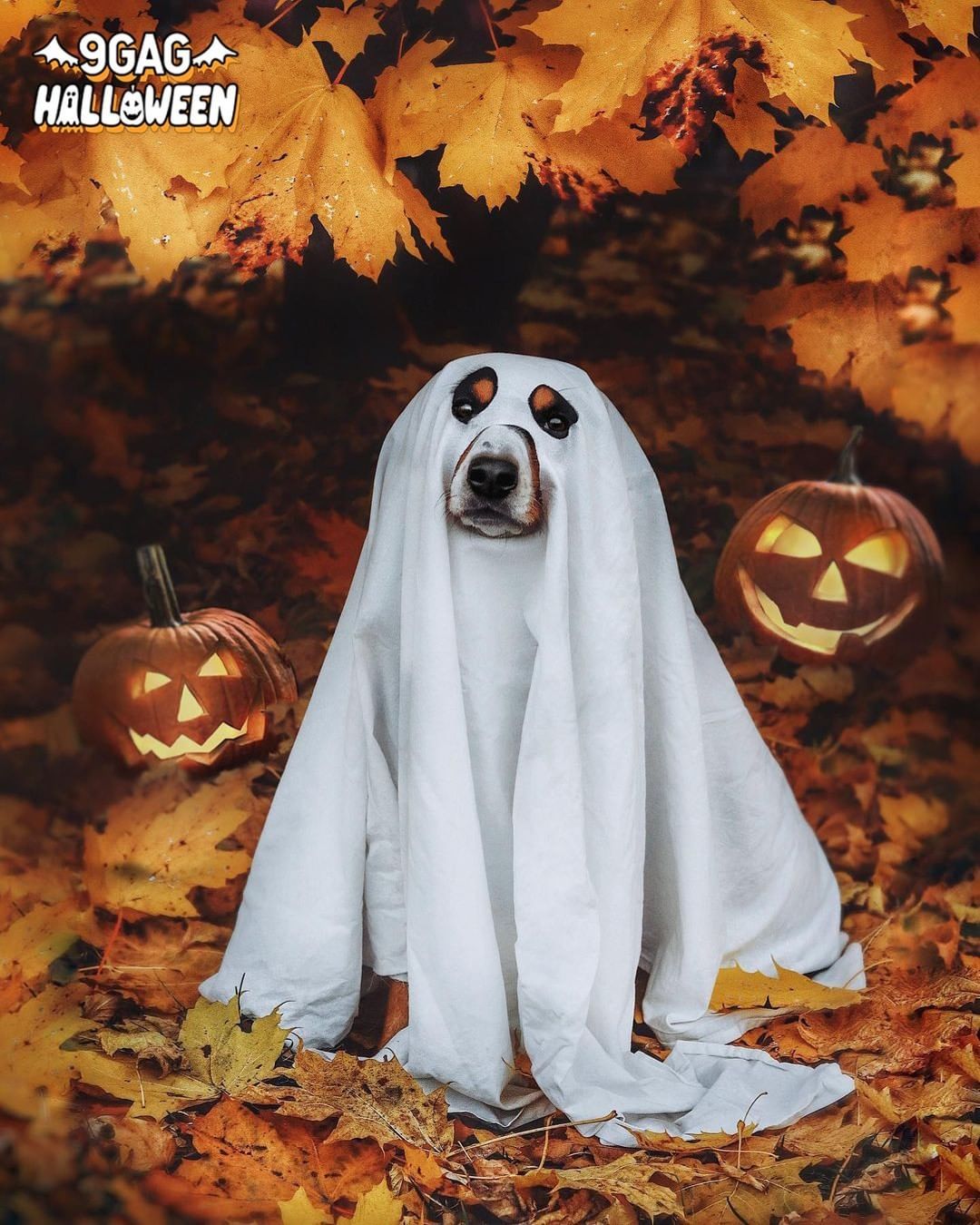 Boo! Did we spook you? 👻...