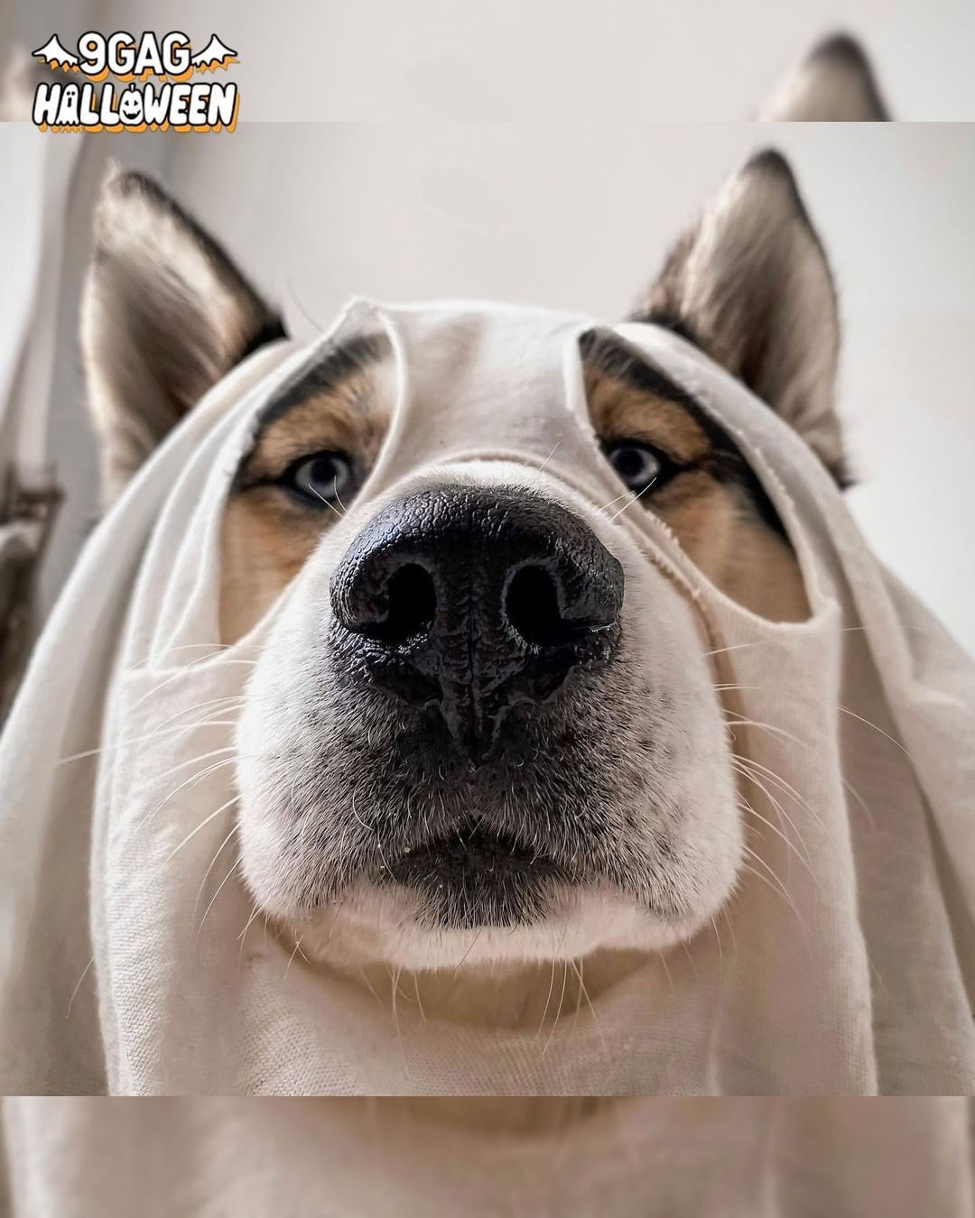 Boo! Did we spook you? 👻...