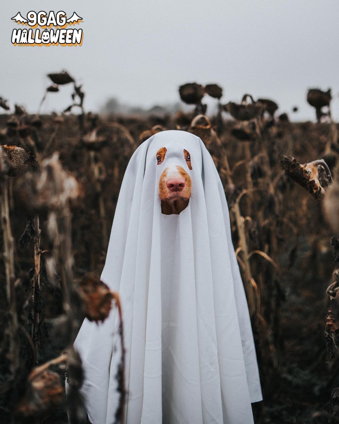 Boo! Did we spook you? 👻...