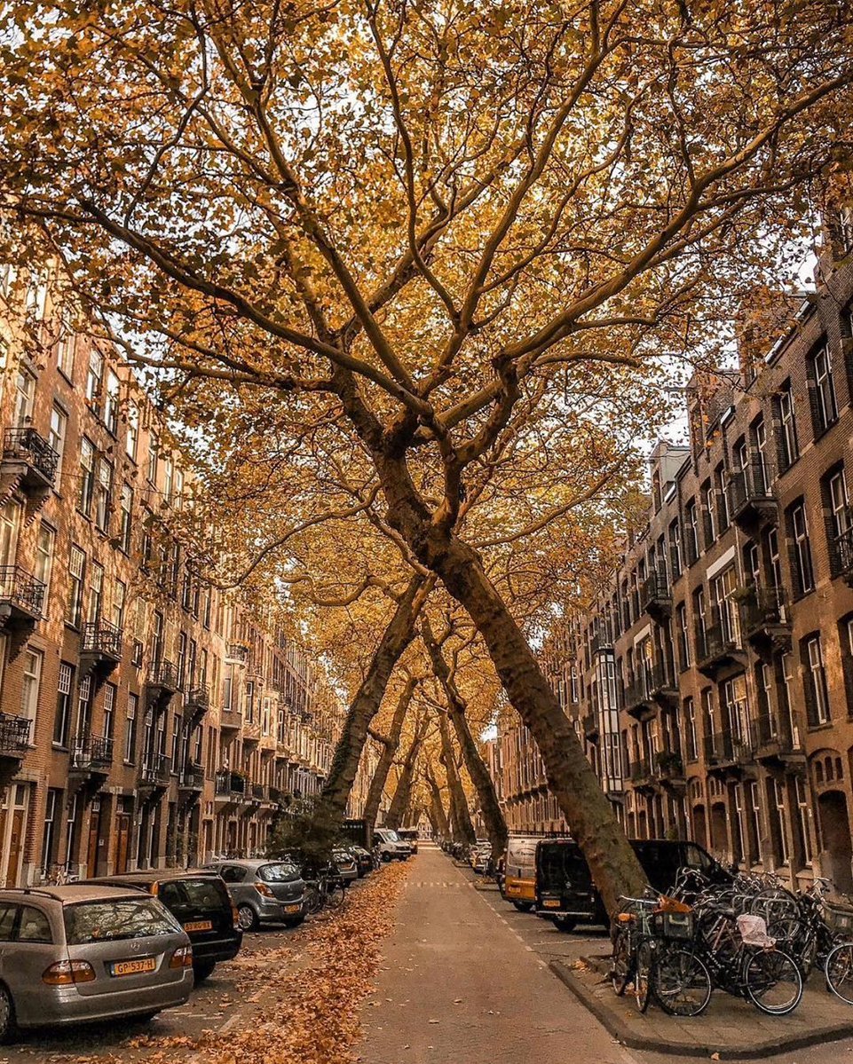 📸Amsterdam’da ağaçların...