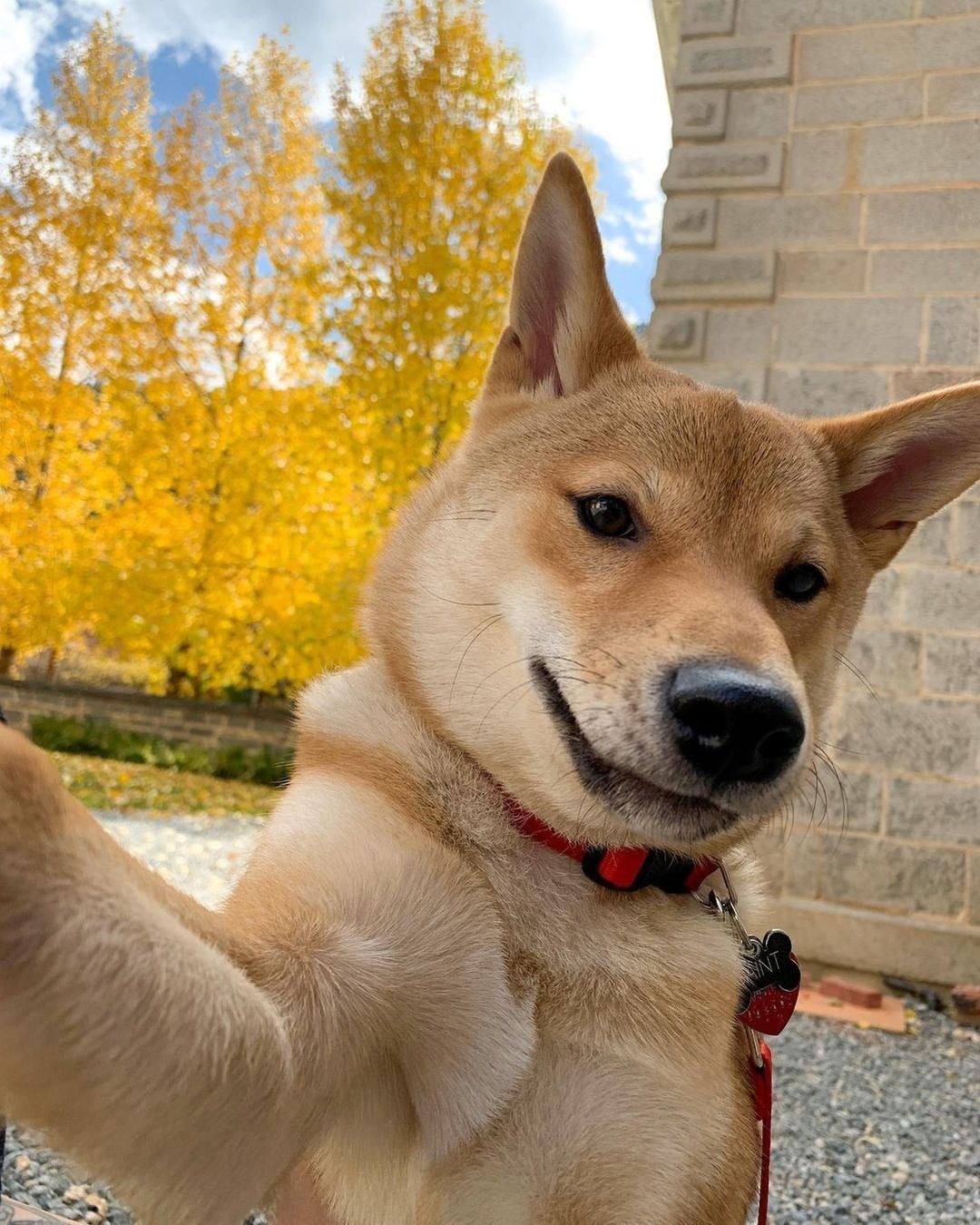 Selfie doge 📸 @selfiesaint...