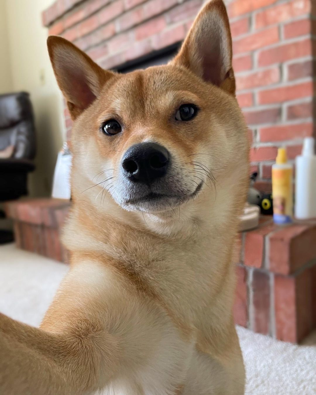 Selfie doge 📸 @selfiesaint...