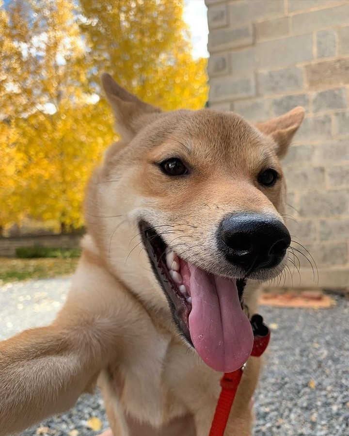 Selfie doge 📸 @selfiesaint...