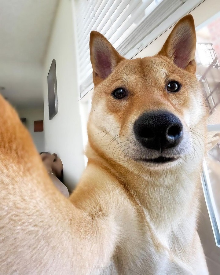 Selfie doge 📸 @selfiesaint...