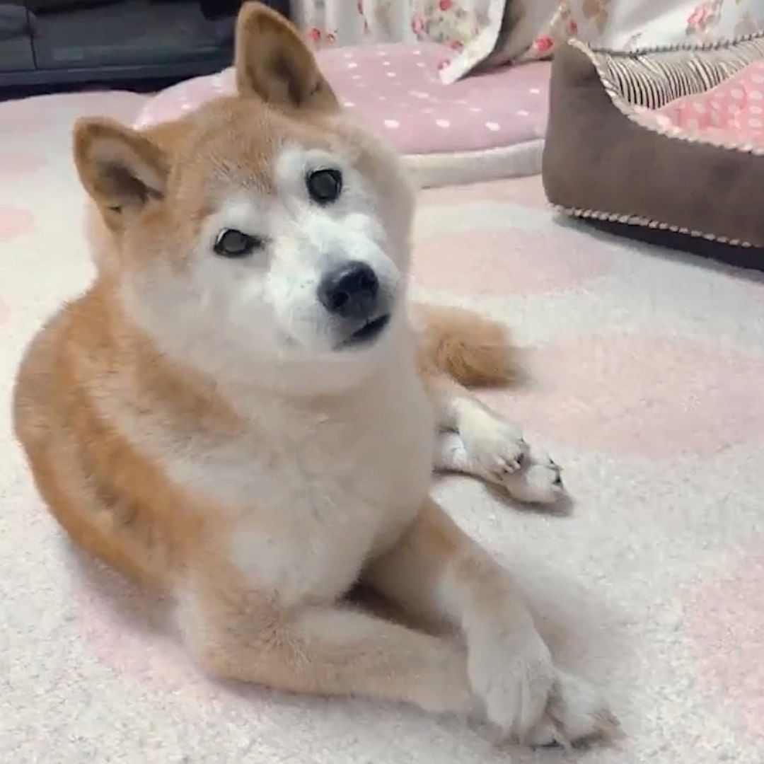 Kabosu the original doge...