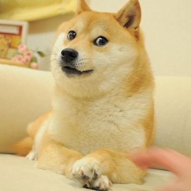 Kabosu the original doge...