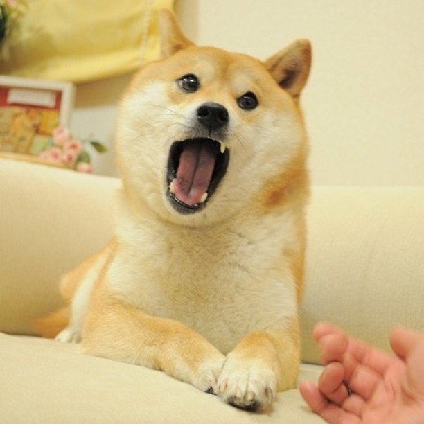 Kabosu the original doge...