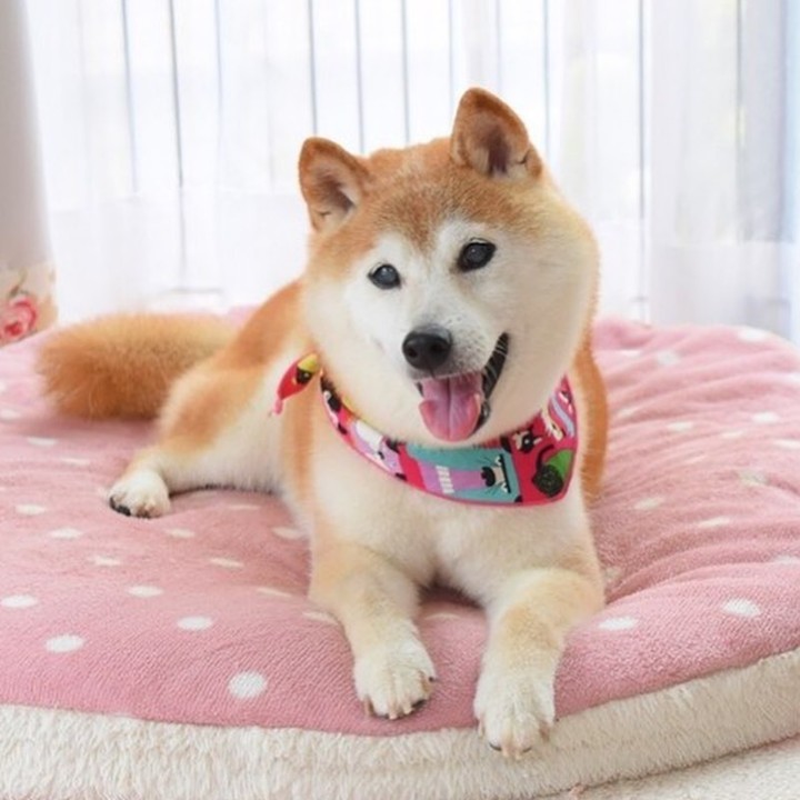 Kabosu the original doge...