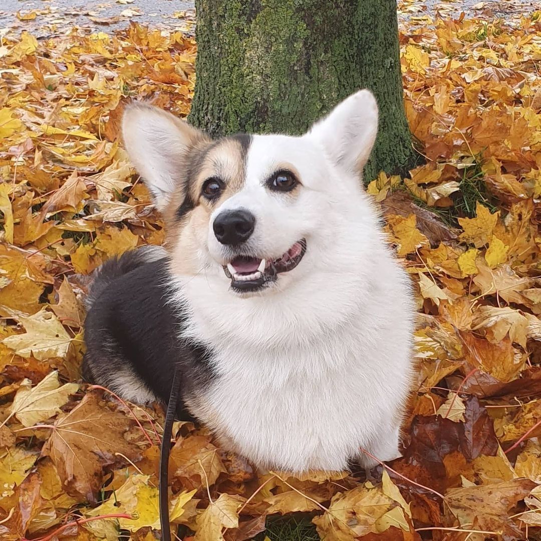 What a handsome boi🧡 📸...