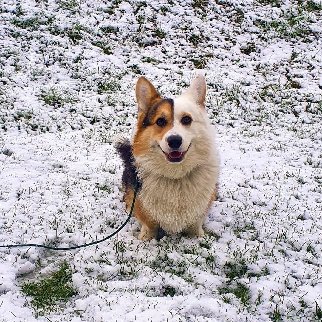 What a handsome boi🧡 📸...