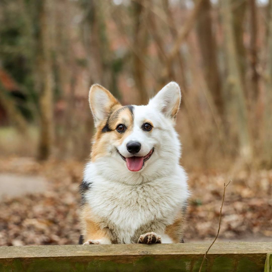 What a handsome boi🧡 📸...