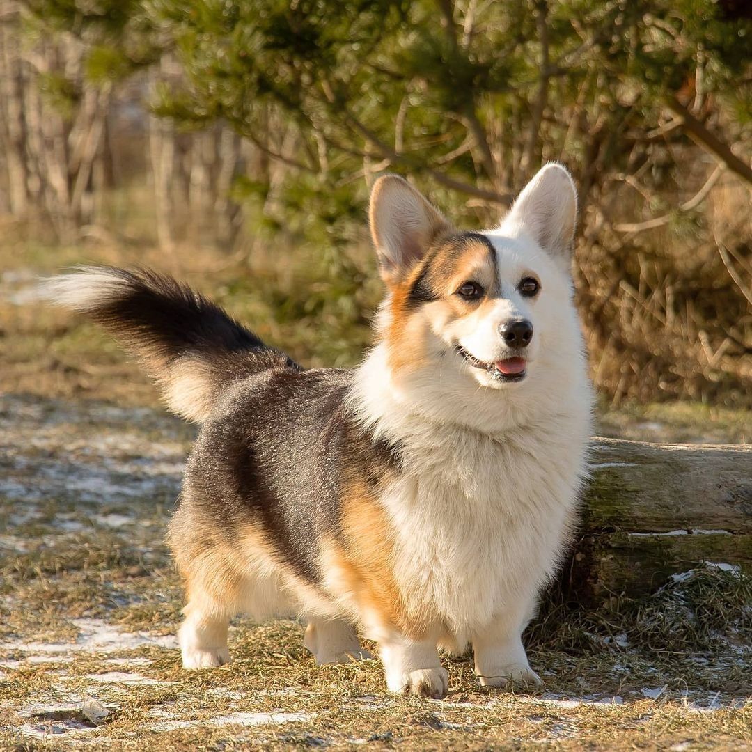 What a handsome boi🧡 📸...